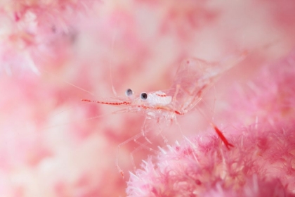 Picture of GLAMOUR SHRIMP