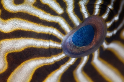 Picture of HYPNOTIC EYE