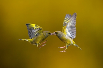 Picture of FLYING KISS