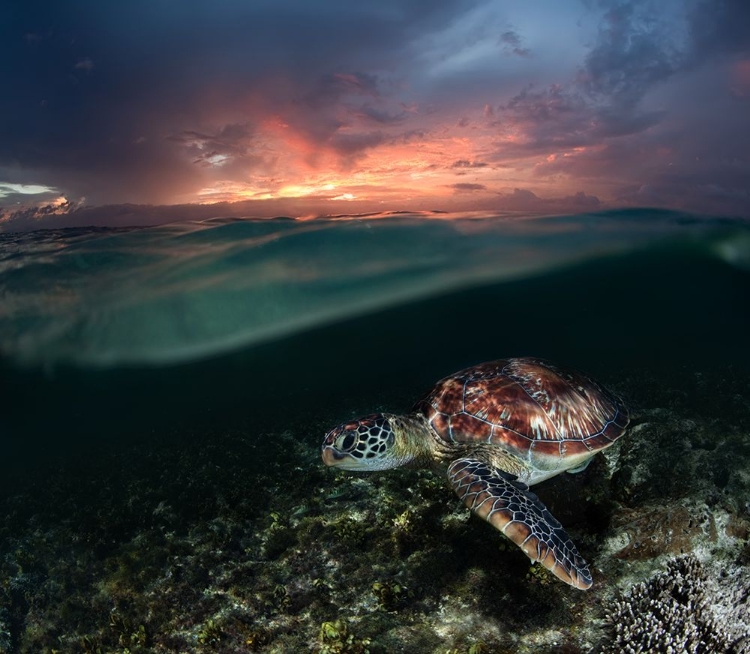 Picture of SUNSET SWIM