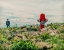 Picture of HOMESICK
