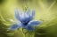 Picture of NIGELLA