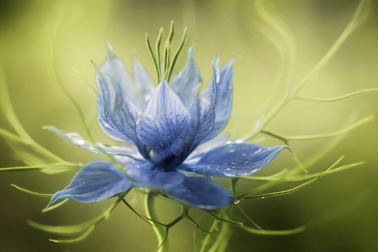 Picture of NIGELLA