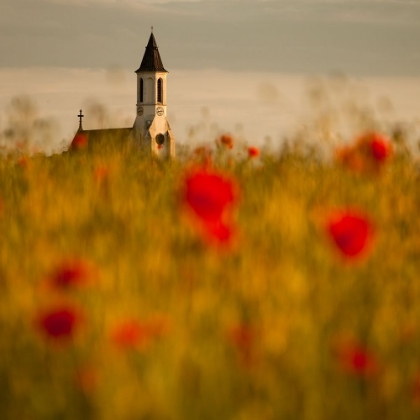 Picture of IN THE POPPY FIELDS