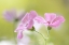 Picture of PINK MELODY