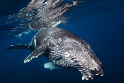 Picture of HUMPBACK WHALE