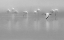 Picture of SHADES OF GRAY