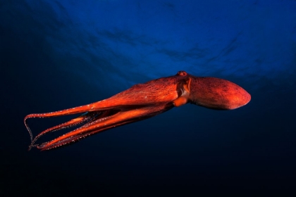 Picture of RED OCTOPUS