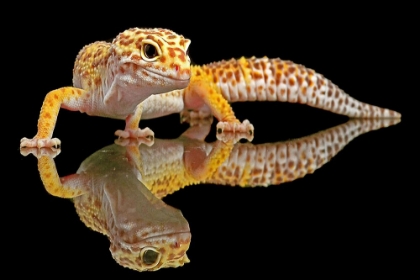Picture of LEOPARD GECKO