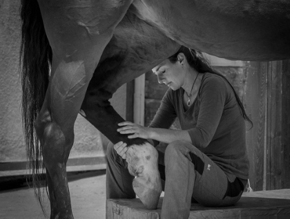 Picture of GIRL TREATS HORSE