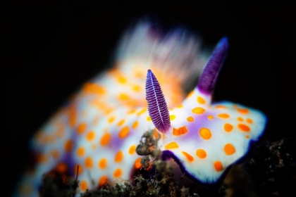 Picture of NUDIBRANCHE