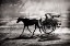 Picture of DUSTY HORSE RIDE