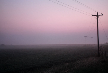 Picture of PINK FOG