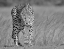 Picture of FOCUSED PREDATOR