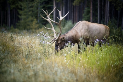 Picture of THE ELK