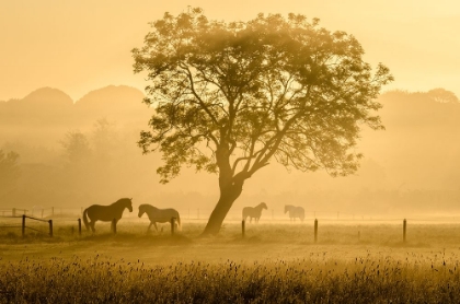 Picture of GOLDEN HORSES