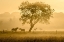 Picture of GOLDEN HORSES