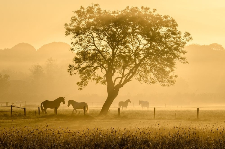 Picture of GOLDEN HORSES