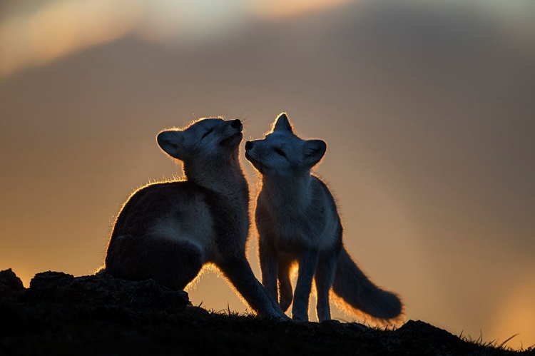 Picture of ARCTIC FOX