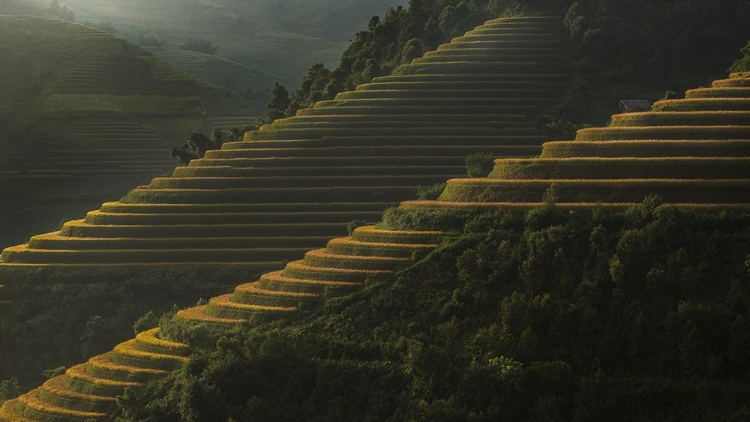 Picture of LANDING FIELDS AT SUNRISE BEAUTIFUL GOLDEN LIGHT SHINES.