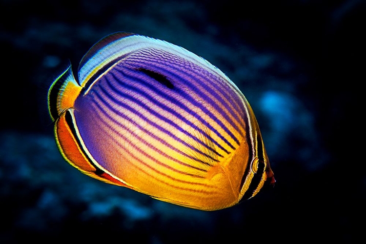 Picture of BUTTERFLYFISH