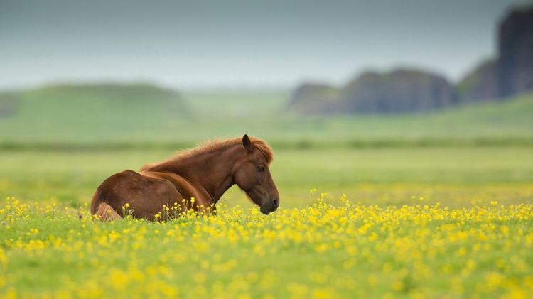 Picture of ICELANDIC HORSE