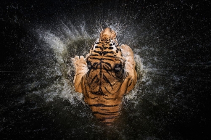 Picture of TIGER SPLASH