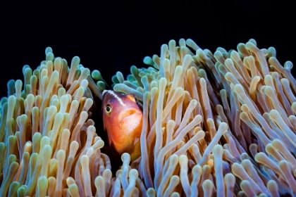 Picture of CLOWNFISH