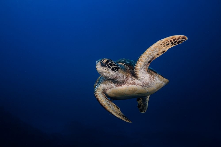 Picture of GREEN TURTLE