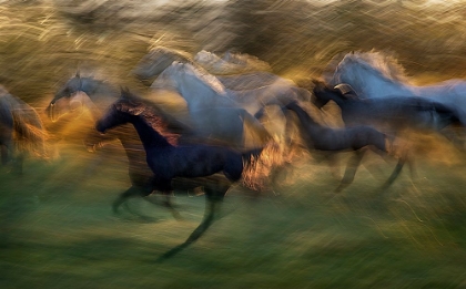 Picture of FIERY GALLOP