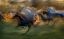 Picture of FIERY GALLOP