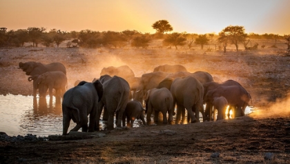Picture of ELEPHANT HUDDLE
