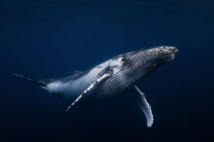 Picture of HUMPBACK WHALE IN BLUE