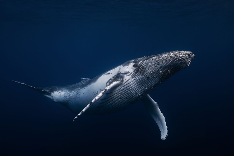 Picture of HUMPBACK WHALE IN BLUE