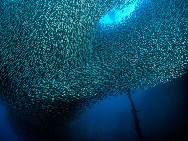 Picture of SCHOOL OF SARDINES