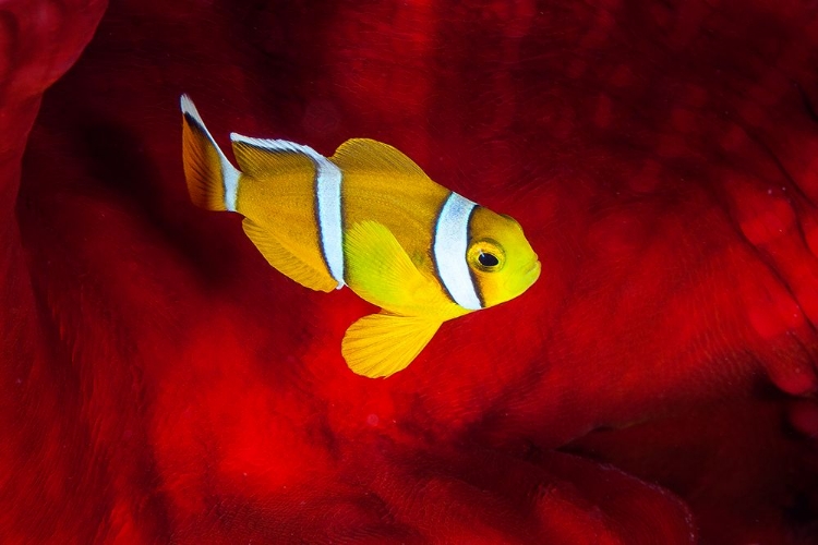 Picture of CLOWNFISH