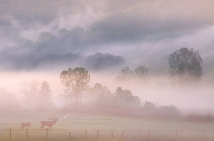 Picture of CALL OF THE DEER IN DE MIST