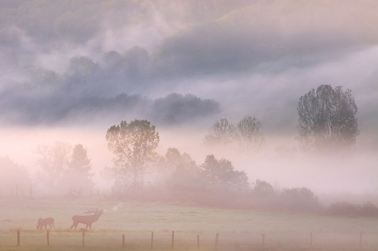 Picture of CALL OF THE DEER IN DE MIST