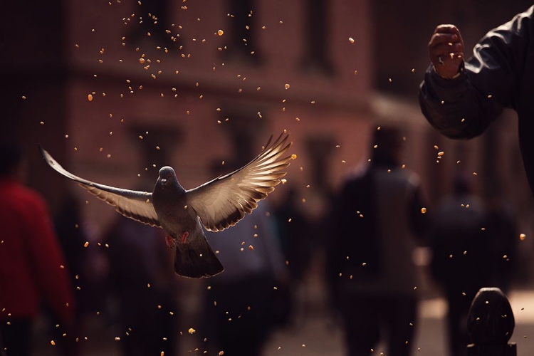 Picture of PIGEONS IN PATAN SQUARE, KATHMANDU-NEPAL