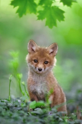 Picture of RED FOX PUP