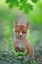 Picture of RED FOX PUP