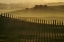 Picture of CYPRESS SHADOWS