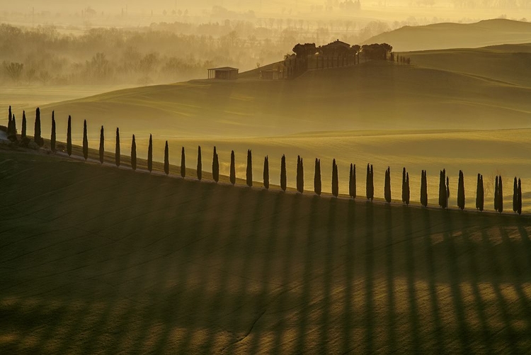 Picture of CYPRESS SHADOWS