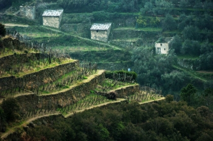 Picture of MELANCHOLY IN GREEN