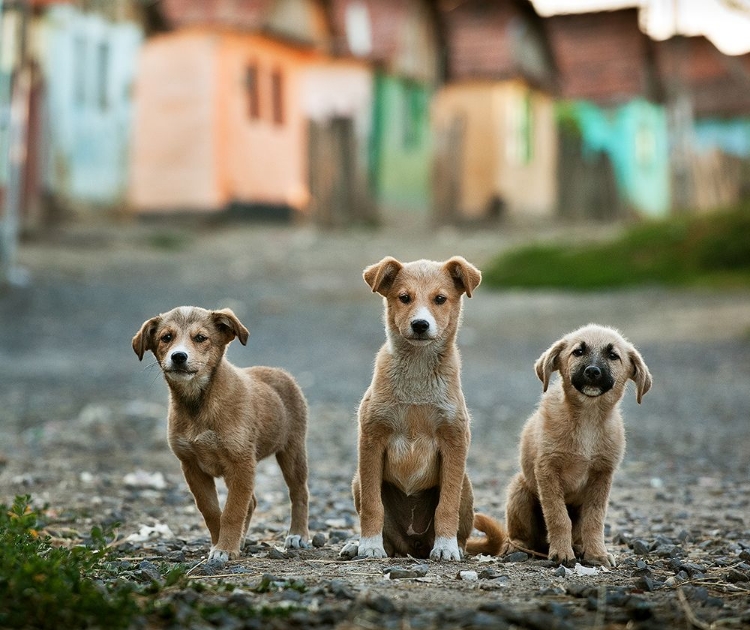 Picture of THE THREE MUSKETEERS