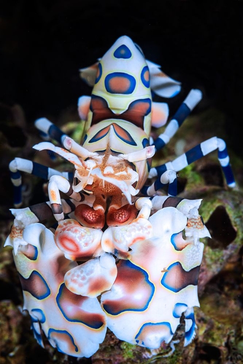 Picture of HARLEQUIN SHRIMP