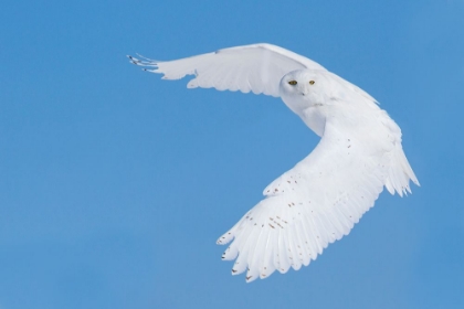 Picture of HUNTING SNOWY OWL