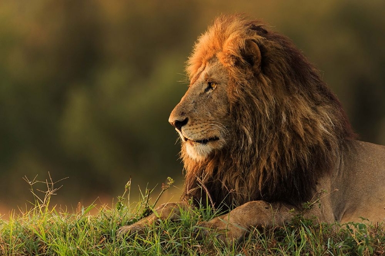Picture of MALE LION WATCHING SUNRISE IN MASAI MARA