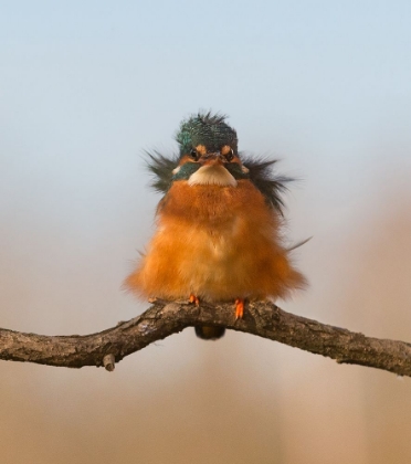 Picture of AGAINST WIND