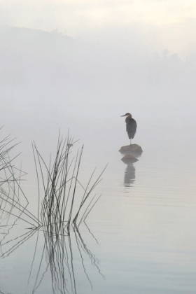 Picture of HERON IN THE MORNING MIST